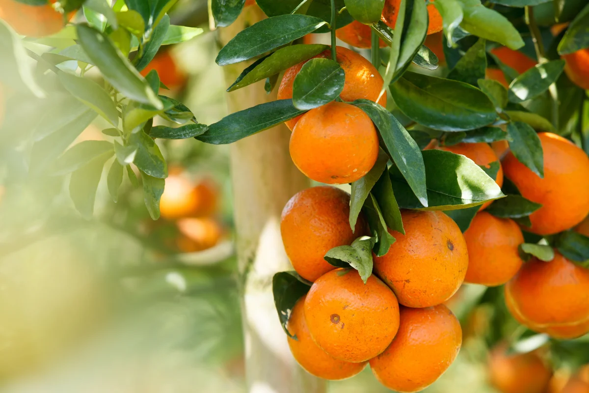 Segredos para um Pé de Laranja Forte e Cheio de Frutos