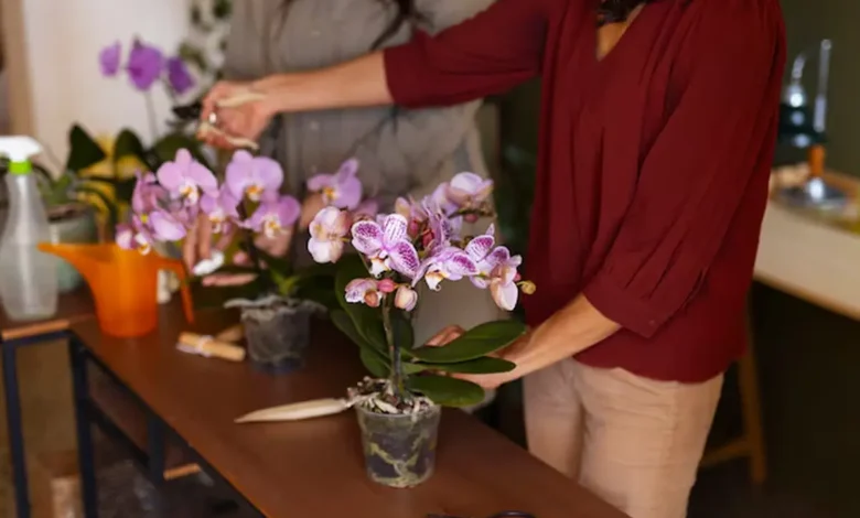 Aprenda a Cuidar de Orquídeas